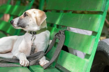 Dışarıdaki küçük sokak köpeğinin portresi. Terk edilmiş hayvanlara bakmak, başıboş köpekleri korumak..