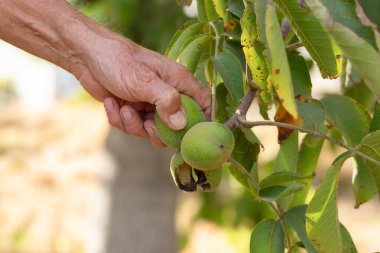 Ceviz gibi meyveler. Yeşil olgunlaşmamış ve olgun cevizler. Yeşil fındıklı çiğ ceviz..