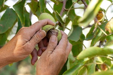 Ceviz gibi meyveler. Yeşil olgunlaşmamış ve olgun cevizler. Yeşil fındıklı çiğ ceviz..