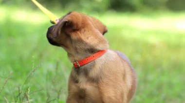 Köpek sahibine ilginç bir şekilde bakar. Sahibi aşk evcil hayvanı. İnsan ve hayvan arkadaşlığı kavramı.