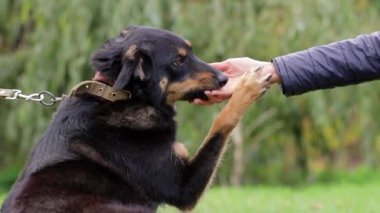 Sevimli köpek insan elini yalıyor. Sahibi köpek okşuyor. Sahibi aşk hayvanı. Yavru köpek yalıyor. İnsan ve hayvan arkadaşlığı kavramı.