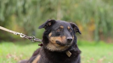 Köpek sahibine ilginç bir şekilde bakar. Sahibi aşk evcil hayvanı. İnsan ve hayvan arkadaşlığı kavramı.