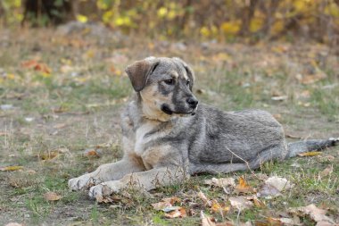 Özel donanımlı köpek gezdirme alanında köpek eğitimi. Tasması ve tasması var. Bir köpekle hayatı var..