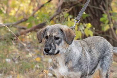 Komik bir köpek tasmasını çeker. Genç bir köpek ilk kez tasmayla yürür. Bir köpeğe tasmayla yürümeyi öğretme kavramı..
