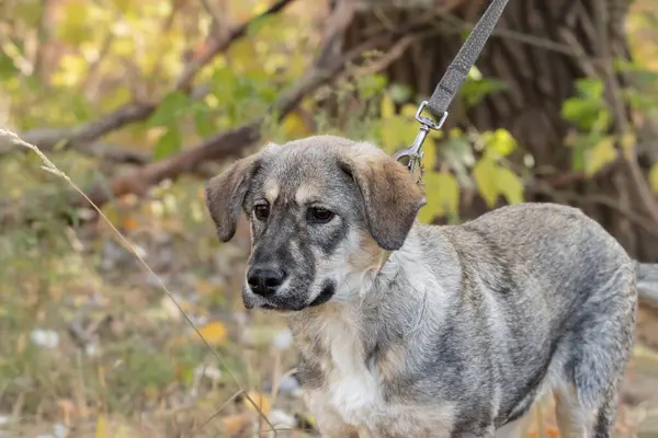 Komik bir köpek tasmasını çeker. Genç bir köpek ilk kez tasmayla yürür. Bir köpeğe tasmayla yürümeyi öğretme kavramı..