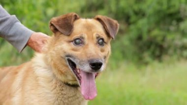 Kör, genç bir köpek gülümser, yürümekten zevk alır. Köpekteki görme sorunları. Hayvanlara yardım etme kavramı..