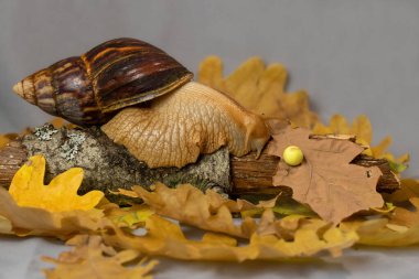 Giant Achatina snail.The snail crawls in the yellow dry leaves.Unusual pets. clipart