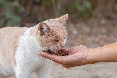 A red stray hungry cat eats cat food from the hand of a man.The concept of compassion and pity for homeless animals.