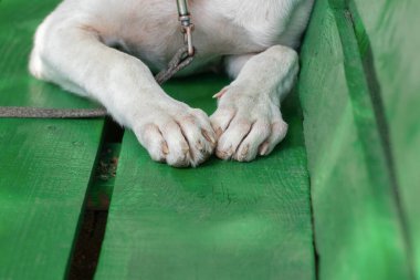 Küçük evsiz bir köpeğin patilerinin pedleri. Güneşli bir yaz gününde küçük bir köpek açık havada uyur..