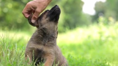 Parkta çimlerin üzerinde yürüyen küçük şirin köpek yavrusu. Sahibi köpeğiyle oynuyor. Zevkle kuyruğunu sallıyor..