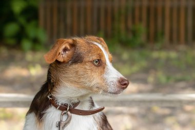 A dog on a walk with a owner.Portrait of a dog on a training ground.A dog playing with his owner on a training ground.A relationship between a man and his dog. clipart