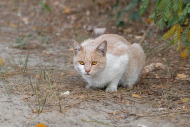 Sokaktaki mutsuz evsiz kedi. Evsiz bir kedinin portresi. Sokak hayvanlarının teması..
