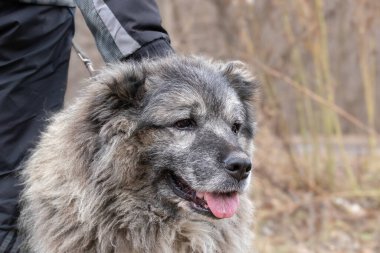 Köpeğin kafasını okşayan adam. Güven, sakinlik, ilgi, arkadaşlık, aşk konsepti. Hayatın güzel anları..