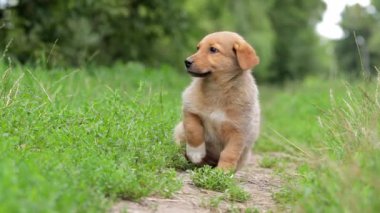 Sahibi ile yürüyüşe çıkmış sevimli bir köpek yavrusu. Aktif köpek şehir dışında doğa arka planında iyi vakit geçiriyor. Şirin köpekçik..