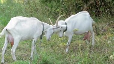 Two white goats on a leash. Goats fight each other, butt horns. Graze, chew grass.