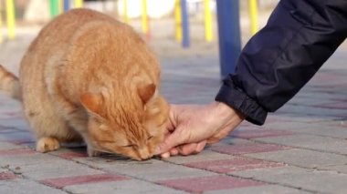 Sokakta başıboş bir kediyi beslemek. Sokakta aç bir kediyi besleyen bir adam. Sokak hayvanlarına yardım etmek..