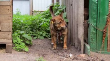 Zincire vurulmuş genç bir bahçe köpeği. Doğal kırsal alan. Üzgün, aç, zayıf ve yalnız köpek köpek köpek kulübesinde oturuyor. Köpek beslemek için uygun koşullar değil..