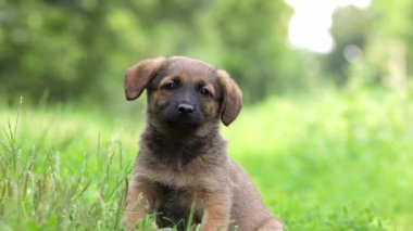 Yavru köpek yürüyüşe çıkmış. Yavru köpek kafasını tuhaf bir şekilde çeviriyor. Etrafa bakıyor. Arkadaş canlısı köpek..