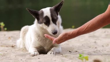 Terk edilmiş bir sahilde evsiz bir anne köpeği besleyen bir adam. Evsiz hayvanlara yardım ve koruma kavramı..