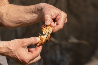 Açık ateşte pişmiş tavuk eti. Rahatla ve doğa parkında aile ve arkadaşlarla akşam yemeği ye. Bahar tatilinde piknik.