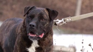 Pitbull köpeği. Pitbull köpeği kameraya dikkatli ve zeki bir ifadeyle bakar..
