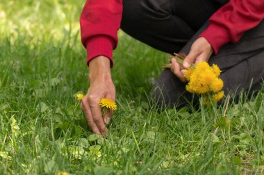 Sarı bahar karahindibaları. Tıbbi şifalı ot ve besin maddesi olarak kullanılır..