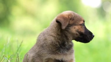 Parkta çimlerin üzerinde yürüyen küçük şirin köpek yavrusu. Sahibi köpeğiyle oynuyor. Zevkle kuyruğunu sallıyor..