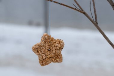 Homemade bird feeder.A feeder of grain and peas hangs from a tree in a winter park.
