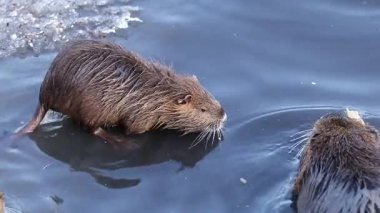 Şehir parkındaki donmuş bir gölde vahşi bir yiyecek. Çocuğuyla birlikte bir hindistan cevizi anne suda yüzüyor. Doğal ortamlarında besin maddelerinin hayatta kalması..
