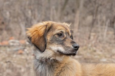 Parazitlerden korunmak için köpek bakımı. Bir bahar parkında yürüyüşe çıkmış köpek bakımı, sevgi, bir köpeği pirelerden ve kenelerden korumak..