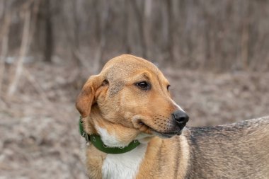 Parazitlerden korunmak için köpek bakımı. Bir bahar parkında yürüyüşe çıkmış köpek bakımı, sevgi, bir köpeği pirelerden ve kenelerden korumak..
