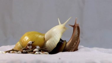 Büyük bir salyangoz portresi Achatina. Gri arka planda söğüt kedileri olan iki Achatina salyangozu..