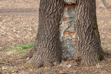 Tree trunk with a large hollow in a city park.Cemented hollow in a tree.Protecting the tree from further destruction.
