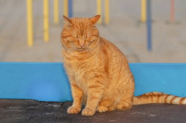 Red cat in the sun.Street ginger cat sleeping, resting on a tennis table on the city sports ground.Human-animal connection and Interaction.
