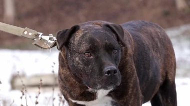 Büyük kahverengi pitbull 'un portresi. Bir pitbull her yere bakar. Bir köpeğin duyguları ve davranışları..