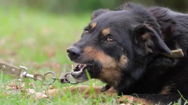 Büyük siyah bir köpeğin yakın plan portresi. Parktaki sahibinin keyfini çıkarıyor. Yürüyüşe çıkmış bir köpek..