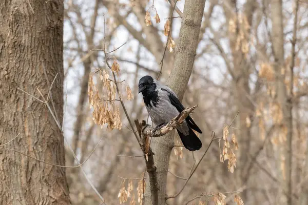 Yaygın kuş Corvus cornix nam-ı diğer kukuletalı karga ağaca tünemiştir..