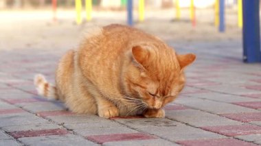 Zencefil kedi kuru yiyecek yiyor. Şirin kedi tuhaf kuru yiyecekler yiyor, burnunu buruşturup yalıyor..