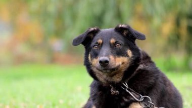 Köpeklerde stres. Gürültülü bir parkta yürüyüş bir köpeği strese sokar..