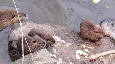 Nehirde Nutria. Nutria yavruları nehirde yaşar ve insanların getirdiği sebzeleri yerler..