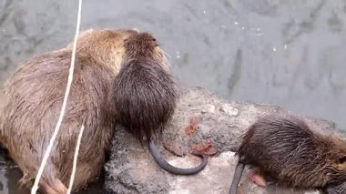 Şehir parkındaki bir gölde yabani besin. Yetişkin bir hindistancevizi kışın soğuk ısırığından dolayı kuyruktan yoksundur. Doğal ortamlarında besin değeri vardır..