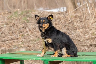 Evsizler barınağında köpek. Kulağında şarjör olan başıboş bir köpek bir gönüllüyle parkta yürüyor..