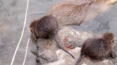Doğal ortamlarında Nutria. Vahşi besin, kentsel bir nehrin kirli sularında yaşar. İnsan faaliyetlerinin vahşi hayvanların yaşamı üzerindeki etkisi..