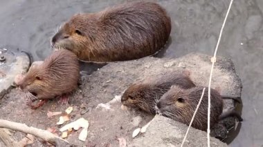 Vahşi doğada Nutria. Nutria doğal yaşam alanı..