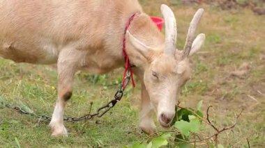 Çimlerde kırmızı keçi. Tatlı keçi çim çiğniyor..