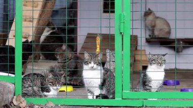 Büyük bir kedi grubu demir bir muhafaza altında. Çok sayıda kediyi evde tutuyorlar..