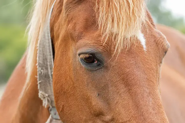 Kahverengi atın gözü yaklaş..