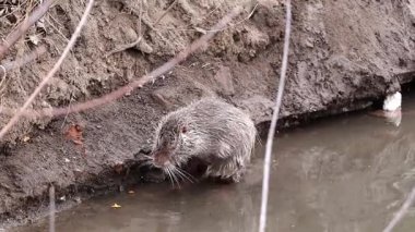 Nutria bir göletin kıyısına yüzer. Doğal ortamlarında vahşi besin..