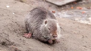 Şehir parkındaki bir gölün kıyısındaki büyük bir yetişkin fındığı. Nutria arka pençeleri üzerinde duruyor ve insanlardan yemek için yalvarıyor..