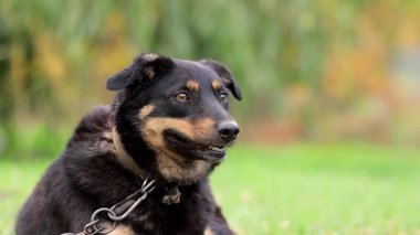 Baharda çimenlerde yatan köpek. Sokakta yürüyen evcil hayvanları tedavi etme ihtiyacı..